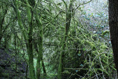 
Lascarn Quarry, Northern tramroad, March 2009